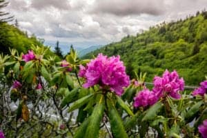 smoky mountain wildflowers